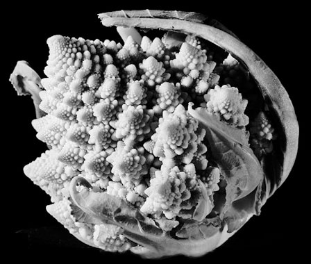 Иллюстрация к книге — Масштаб. Универсальные законы роста, инноваций, устойчивости и темпов жизни организмов, городов, экономических систем и компаний [i_024.jpg]