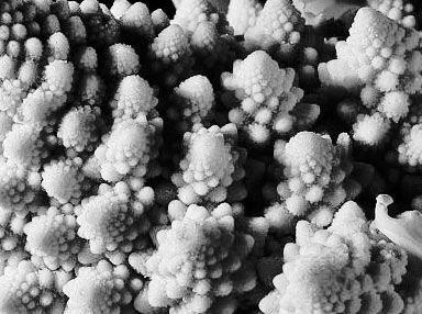 Иллюстрация к книге — Масштаб. Универсальные законы роста, инноваций, устойчивости и темпов жизни организмов, городов, экономических систем и компаний [i_025.jpg]