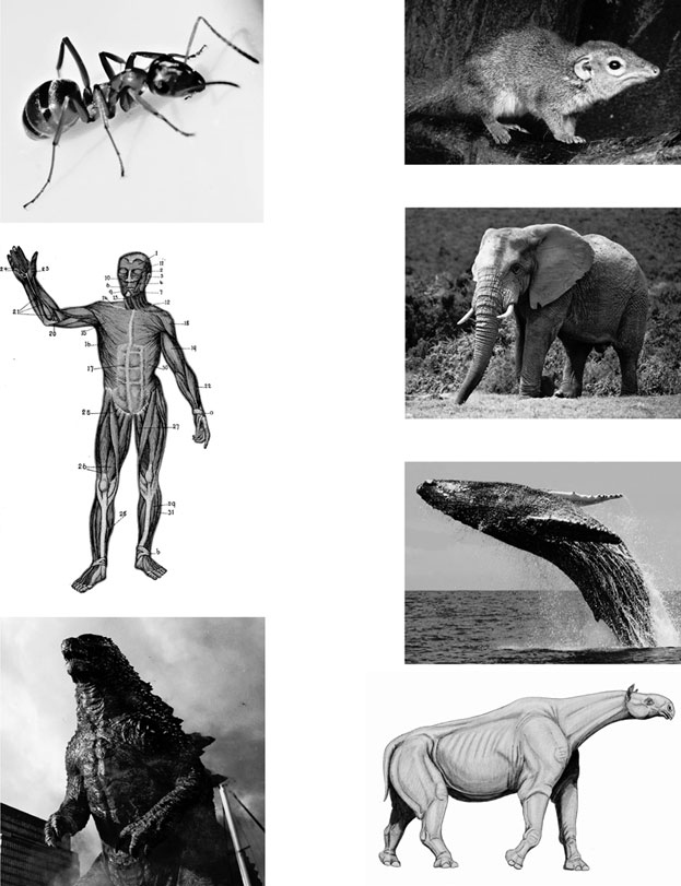 Иллюстрация к книге — Масштаб. Универсальные законы роста, инноваций, устойчивости и темпов жизни организмов, городов, экономических систем и компаний [i_033.jpg]