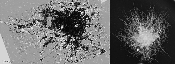 Иллюстрация к книге — Масштаб. Универсальные законы роста, инноваций, устойчивости и темпов жизни организмов, городов, экономических систем и компаний [i_079.jpg]