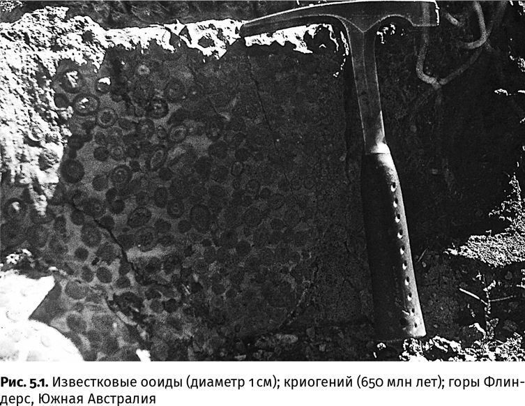 Иллюстрация к книге — Сотворение Земли. Как живые организмы создали наш мир [i_015.jpg]