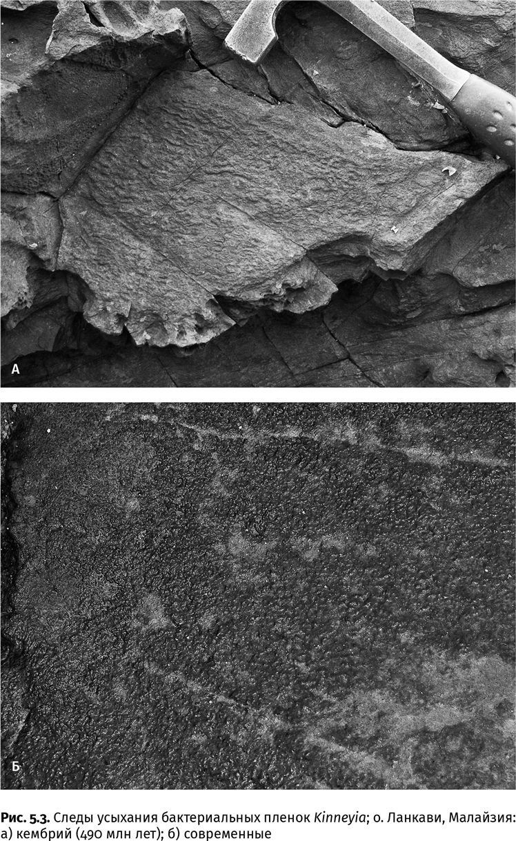 Иллюстрация к книге — Сотворение Земли. Как живые организмы создали наш мир [i_017.jpg]