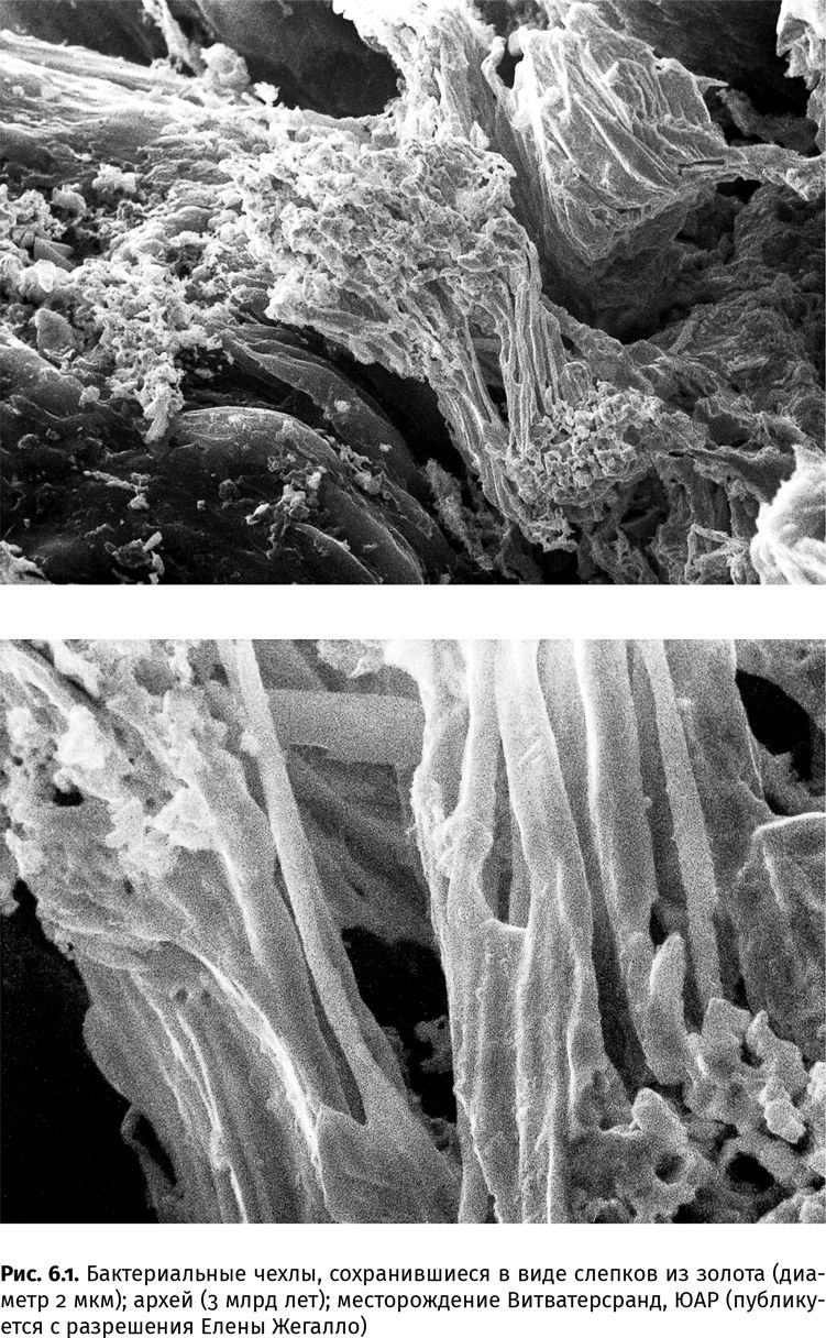 Иллюстрация к книге — Сотворение Земли. Как живые организмы создали наш мир [i_018.jpg]