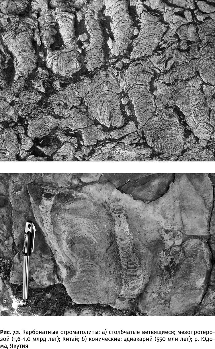 Иллюстрация к книге — Сотворение Земли. Как живые организмы создали наш мир [i_019.jpg]