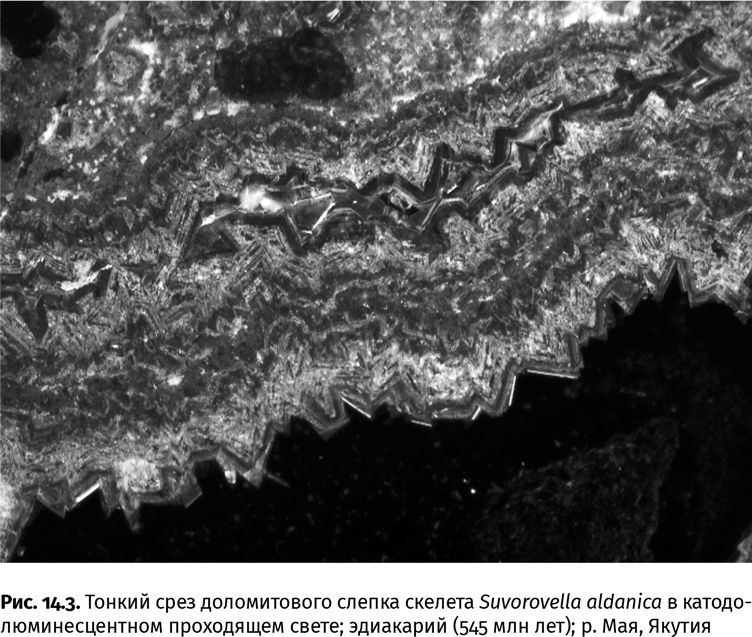 Иллюстрация к книге — Сотворение Земли. Как живые организмы создали наш мир [i_032.jpg]
