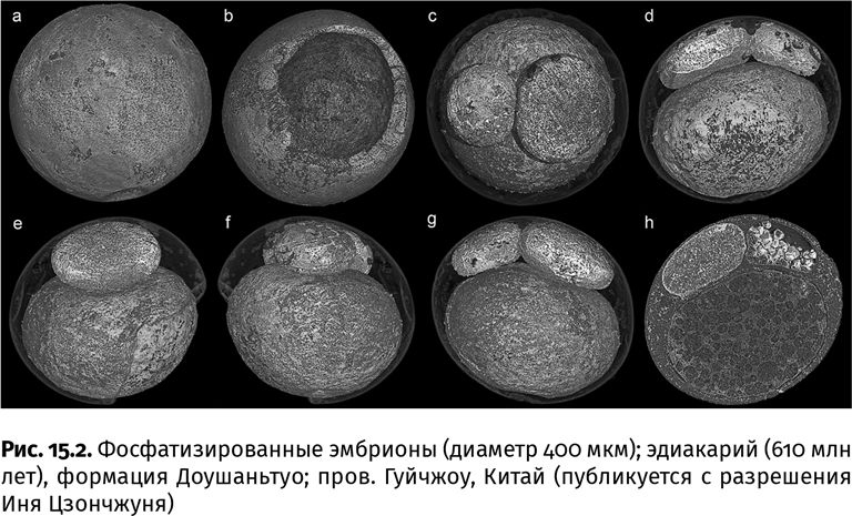 Иллюстрация к книге — Сотворение Земли. Как живые организмы создали наш мир [i_034.jpg]