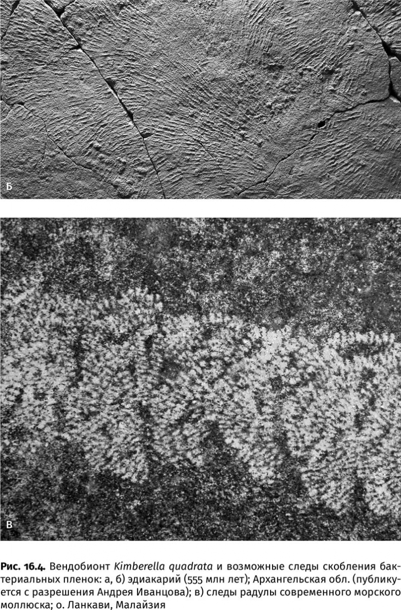 Иллюстрация к книге — Сотворение Земли. Как живые организмы создали наш мир [i_039.jpg]