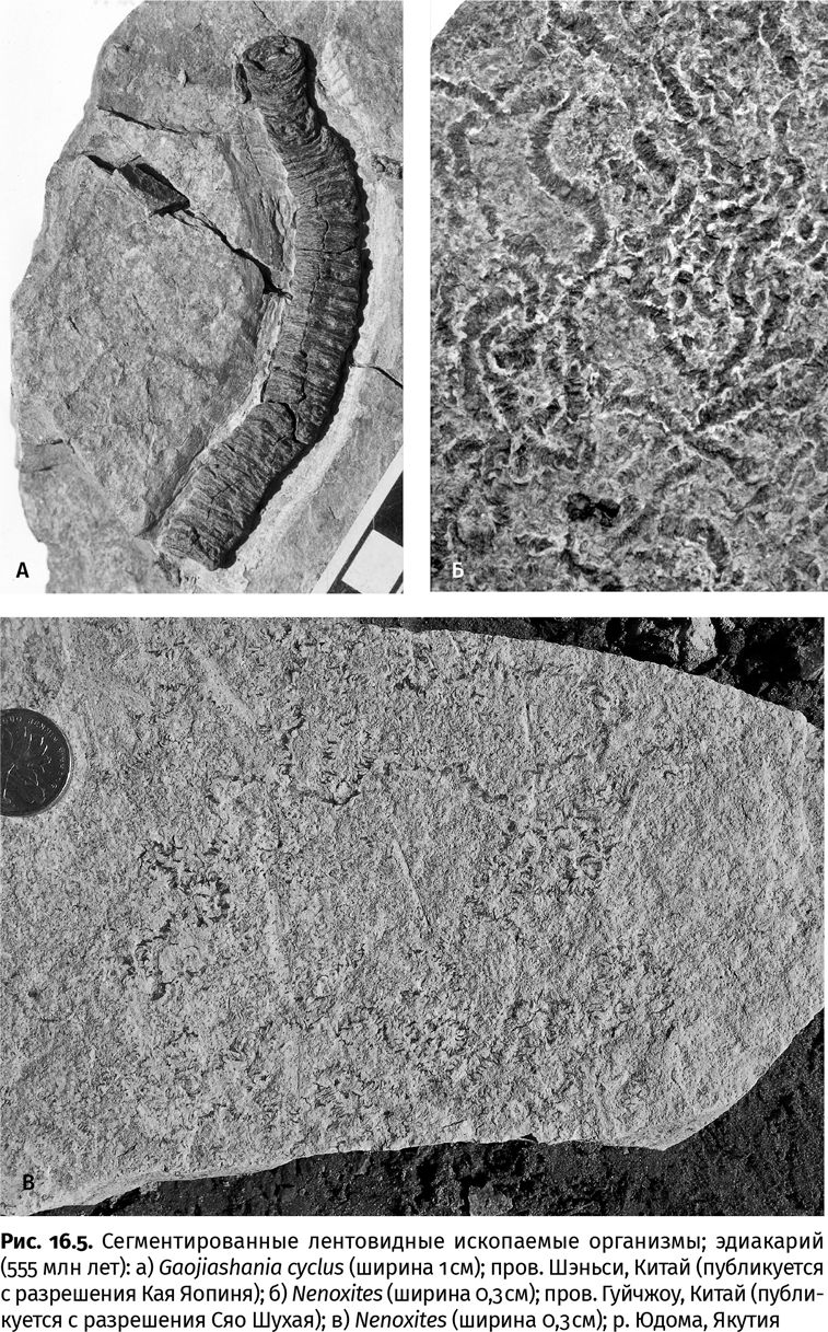 Иллюстрация к книге — Сотворение Земли. Как живые организмы создали наш мир [i_040.jpg]