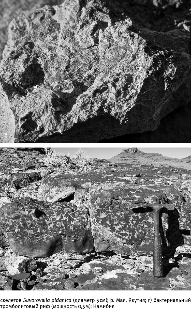 Иллюстрация к книге — Сотворение Земли. Как живые организмы создали наш мир [i_043.jpg]