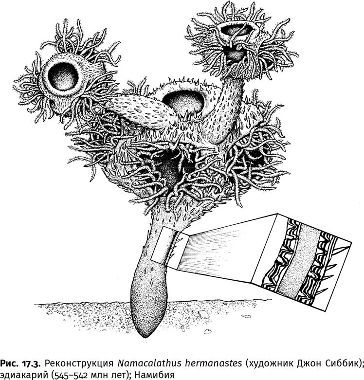 Иллюстрация к книге — Сотворение Земли. Как живые организмы создали наш мир [i_044.jpg]
