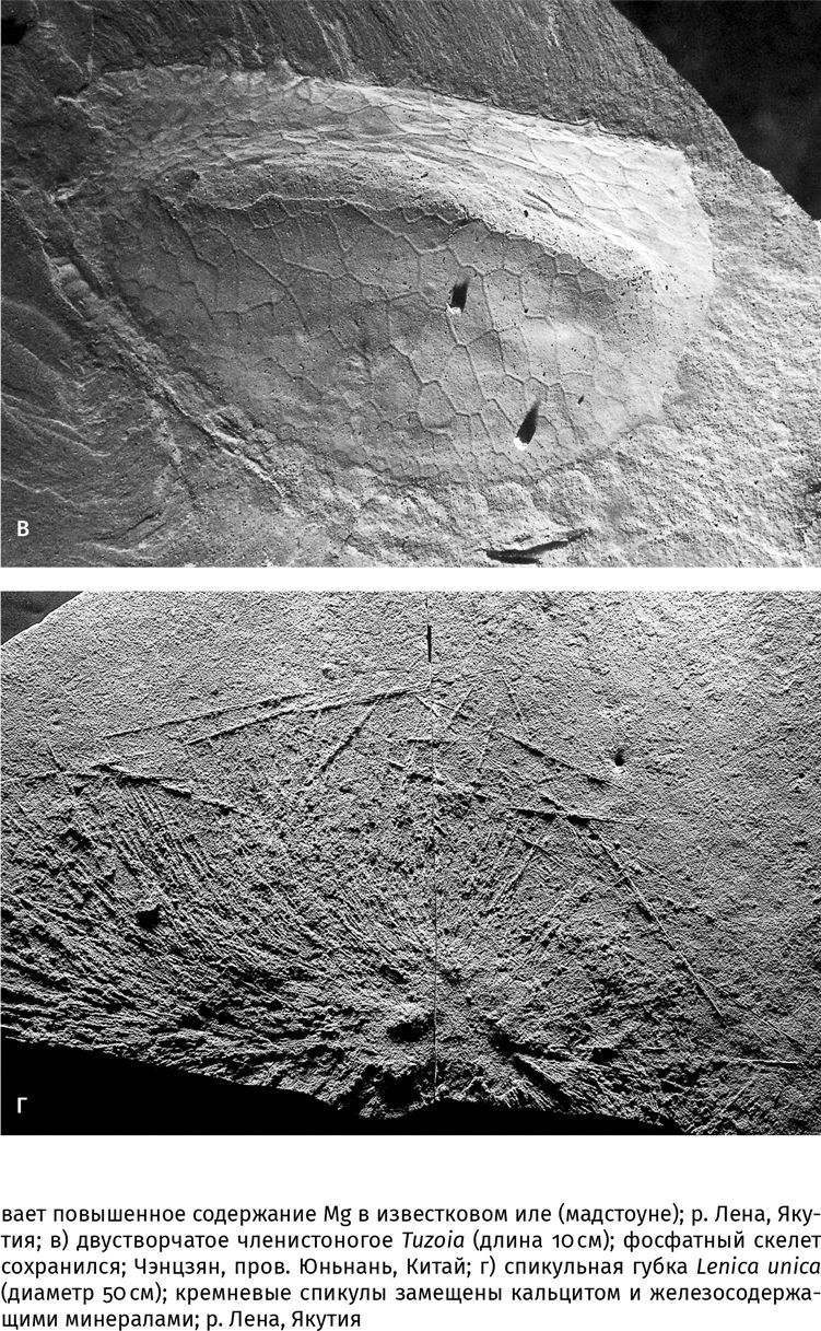 Иллюстрация к книге — Сотворение Земли. Как живые организмы создали наш мир [i_048.jpg]