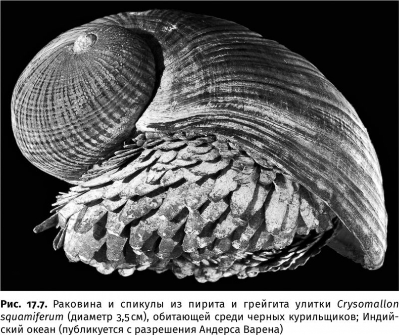 Иллюстрация к книге — Сотворение Земли. Как живые организмы создали наш мир [i_051.jpg]