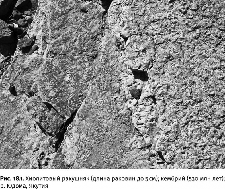 Иллюстрация к книге — Сотворение Земли. Как живые организмы создали наш мир [i_053.jpg]