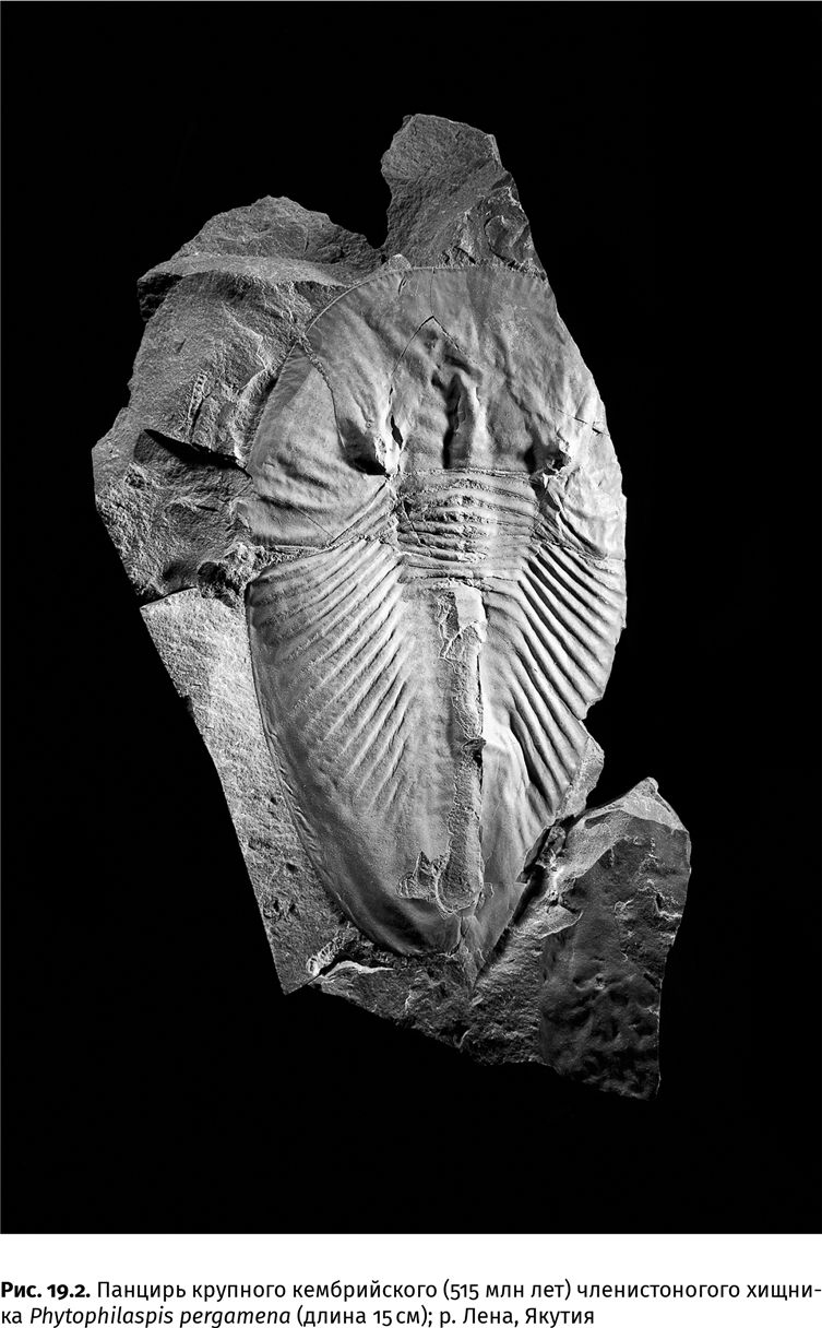 Иллюстрация к книге — Сотворение Земли. Как живые организмы создали наш мир [i_056.jpg]