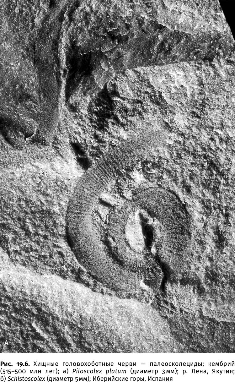 Иллюстрация к книге — Сотворение Земли. Как живые организмы создали наш мир [i_062.jpg]