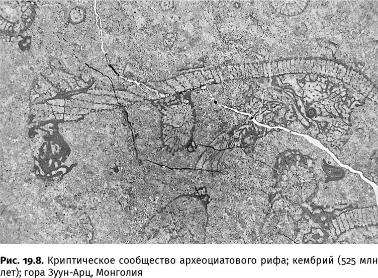 Иллюстрация к книге — Сотворение Земли. Как живые организмы создали наш мир [i_065.jpg]