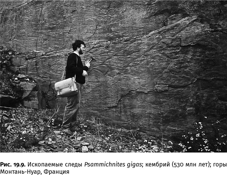 Иллюстрация к книге — Сотворение Земли. Как живые организмы создали наш мир [i_066.jpg]