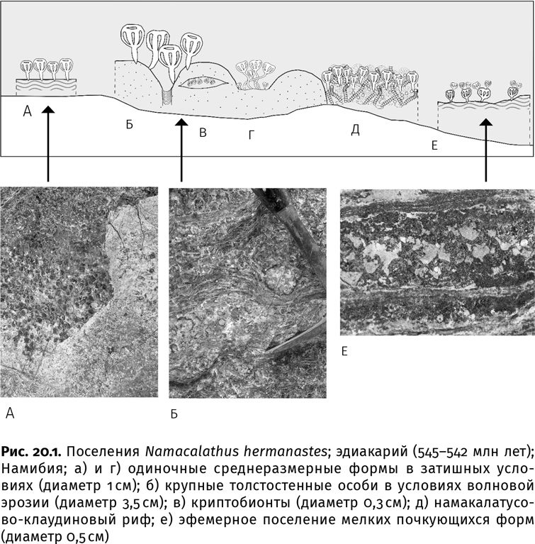 Иллюстрация к книге — Сотворение Земли. Как живые организмы создали наш мир [i_069.jpg]