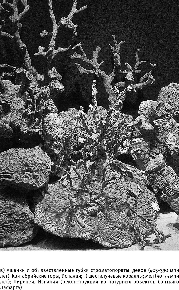 Иллюстрация к книге — Сотворение Земли. Как живые организмы создали наш мир [i_071.jpg]