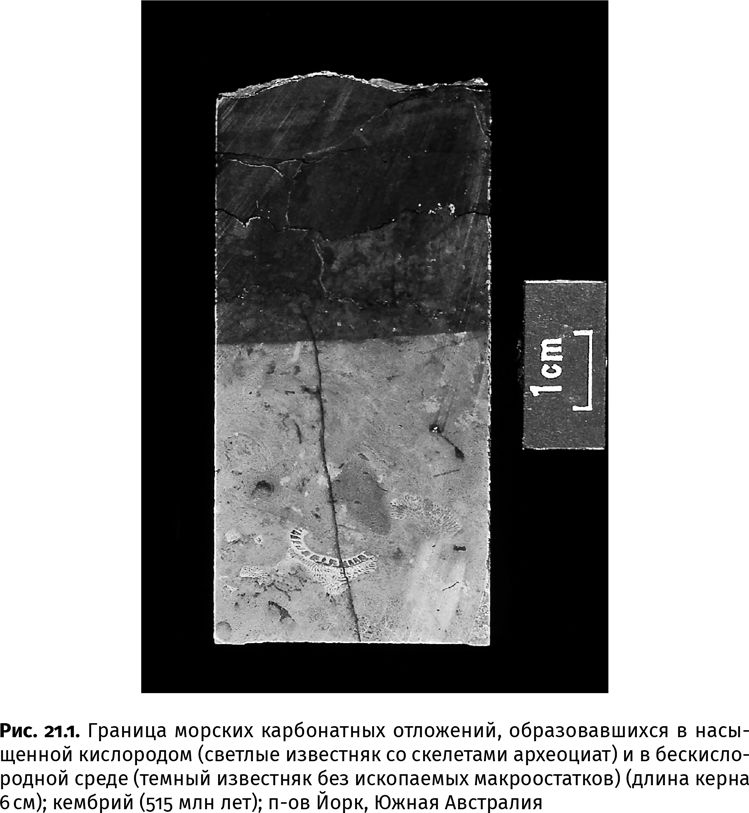Иллюстрация к книге — Сотворение Земли. Как живые организмы создали наш мир [i_072.jpg]