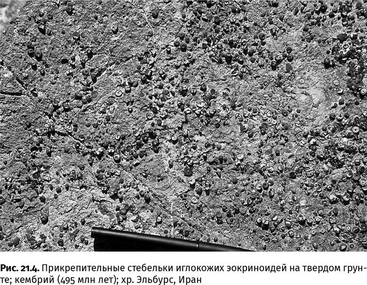 Иллюстрация к книге — Сотворение Земли. Как живые организмы создали наш мир [i_076.jpg]