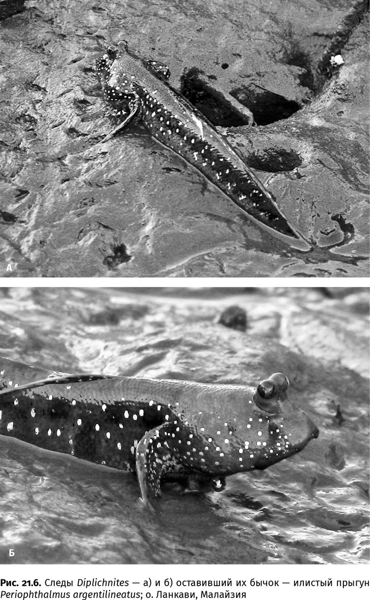 Иллюстрация к книге — Сотворение Земли. Как живые организмы создали наш мир [i_079.jpg]