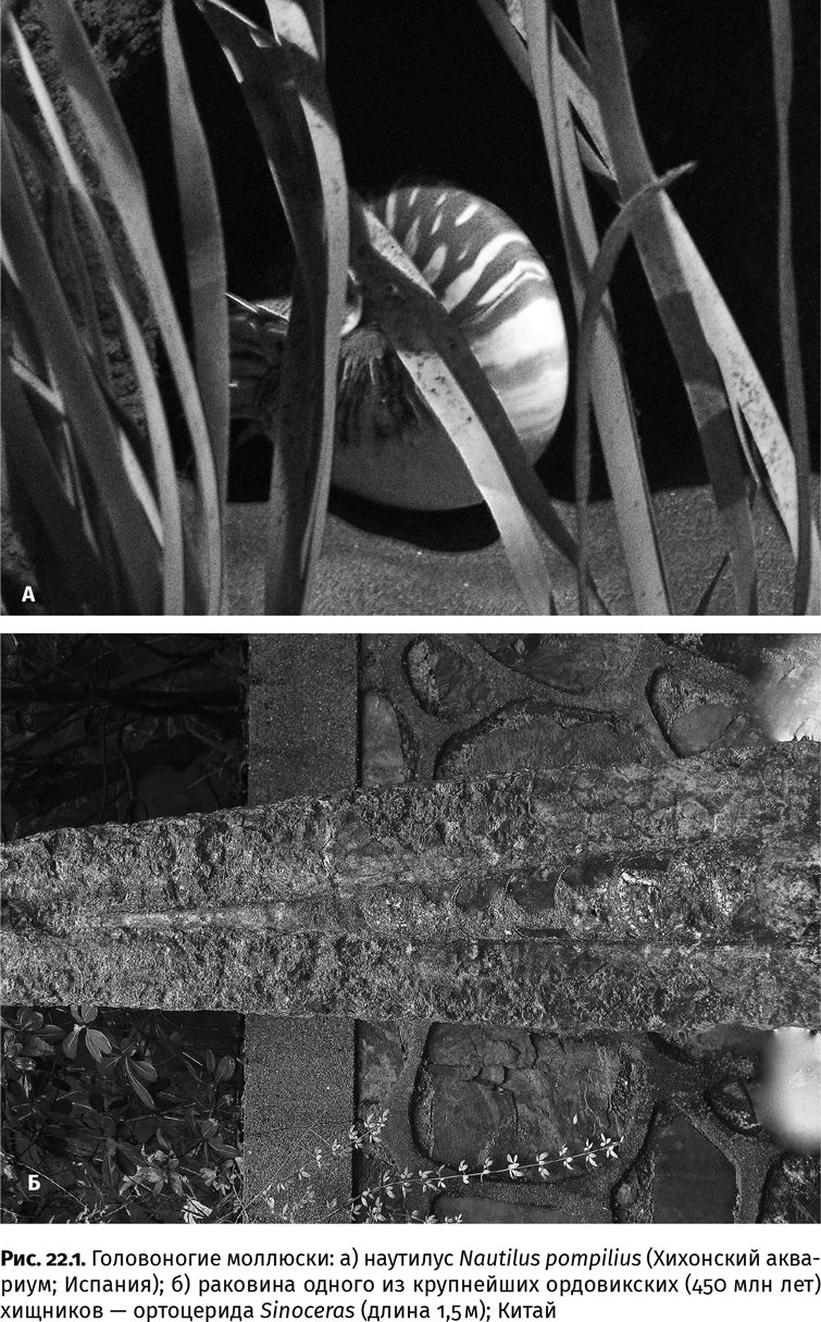 Иллюстрация к книге — Сотворение Земли. Как живые организмы создали наш мир [i_080.jpg]