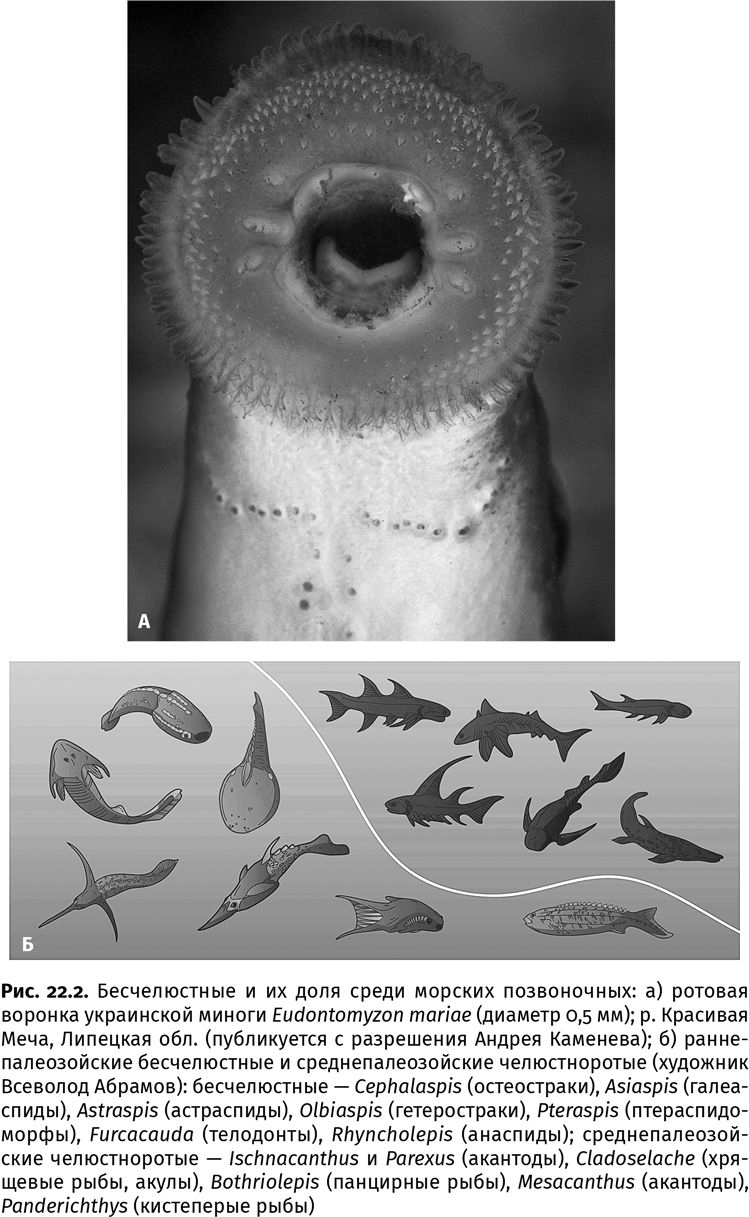 Иллюстрация к книге — Сотворение Земли. Как живые организмы создали наш мир [i_081.jpg]