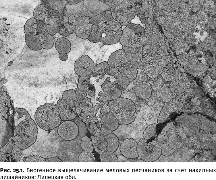 Иллюстрация к книге — Сотворение Земли. Как живые организмы создали наш мир [i_086.jpg]