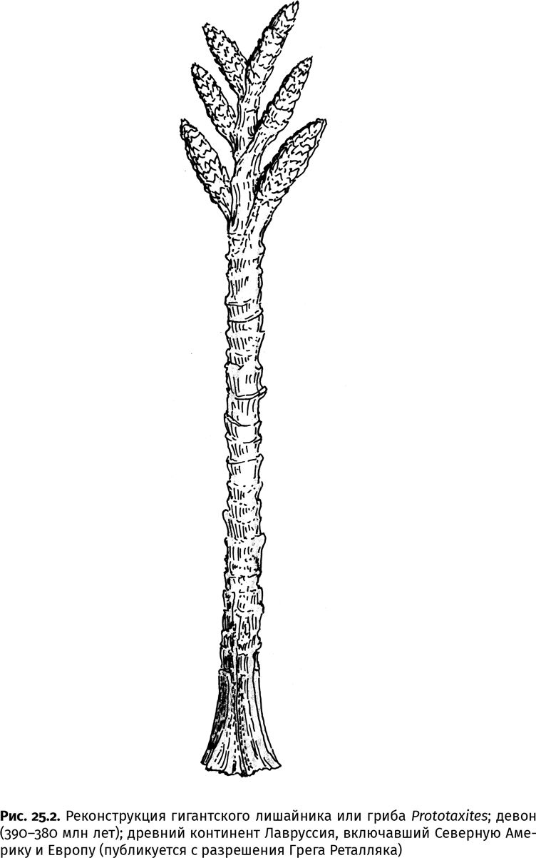 Иллюстрация к книге — Сотворение Земли. Как живые организмы создали наш мир [i_087.jpg]