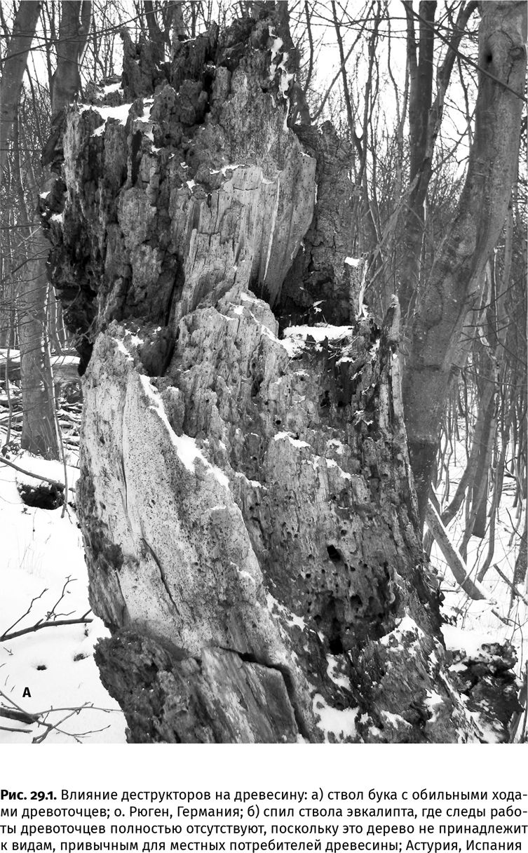 Иллюстрация к книге — Сотворение Земли. Как живые организмы создали наш мир [i_095.jpg]