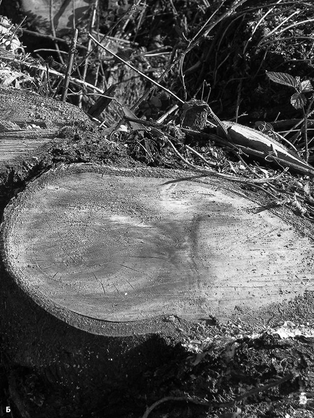 Иллюстрация к книге — Сотворение Земли. Как живые организмы создали наш мир [i_096.jpg]