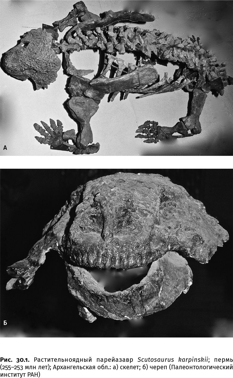 Иллюстрация к книге — Сотворение Земли. Как живые организмы создали наш мир [i_097.jpg]