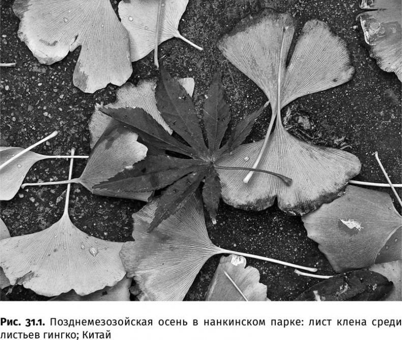 Иллюстрация к книге — Сотворение Земли. Как живые организмы создали наш мир [i_101.jpg]