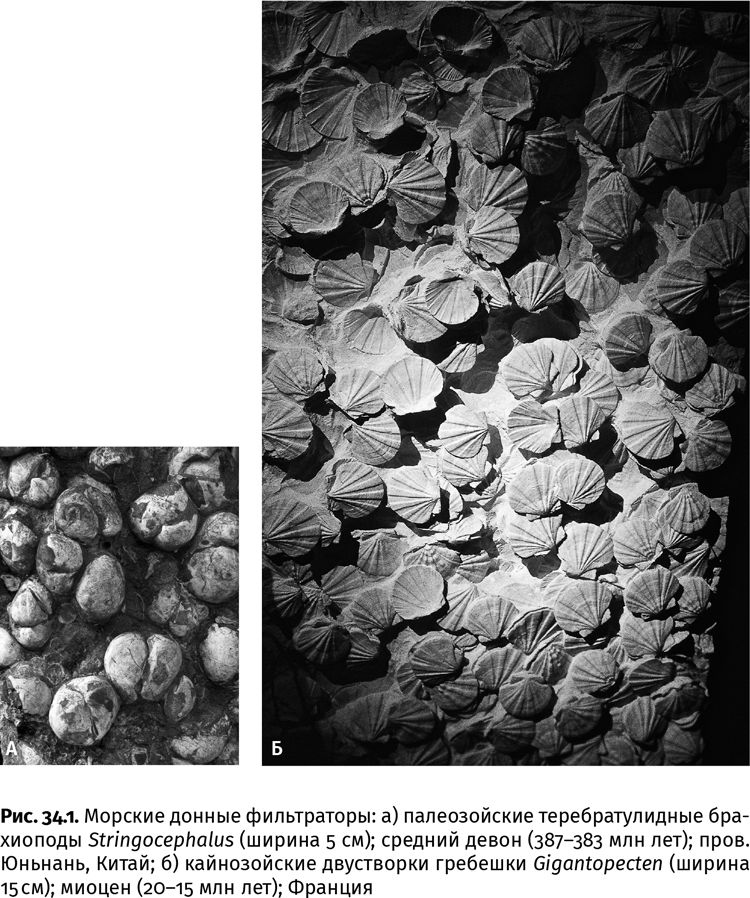 Иллюстрация к книге — Сотворение Земли. Как живые организмы создали наш мир [i_108.jpg]