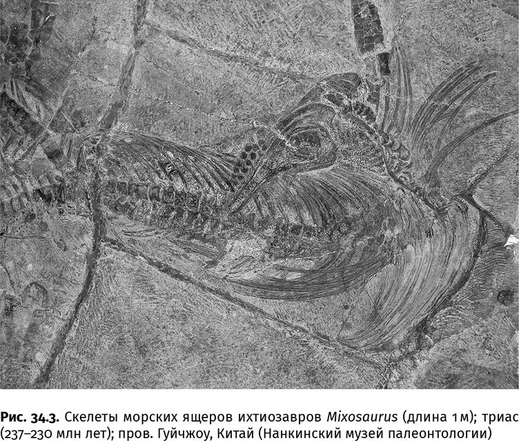 Иллюстрация к книге — Сотворение Земли. Как живые организмы создали наш мир [i_110.jpg]