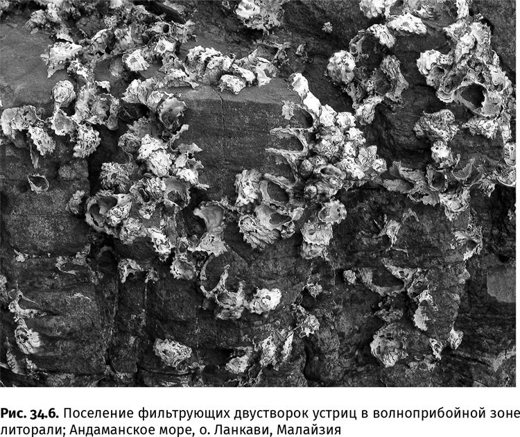 Иллюстрация к книге — Сотворение Земли. Как живые организмы создали наш мир [i_113.jpg]