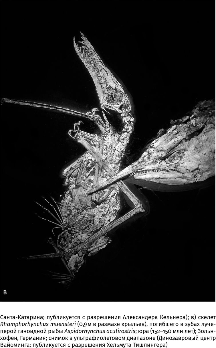 Иллюстрация к книге — Сотворение Земли. Как живые организмы создали наш мир [i_116.jpg]