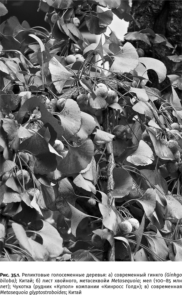 Иллюстрация к книге — Сотворение Земли. Как живые организмы создали наш мир [i_117.jpg]