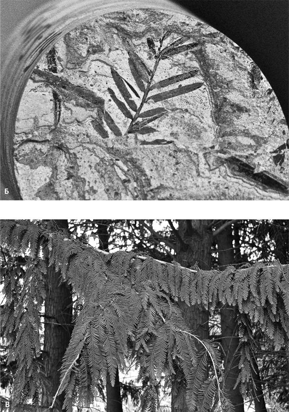 Иллюстрация к книге — Сотворение Земли. Как живые организмы создали наш мир [i_118.jpg]