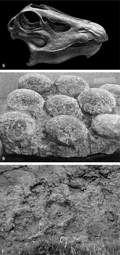 Иллюстрация к книге — Сотворение Земли. Как живые организмы создали наш мир [i_120.jpg]