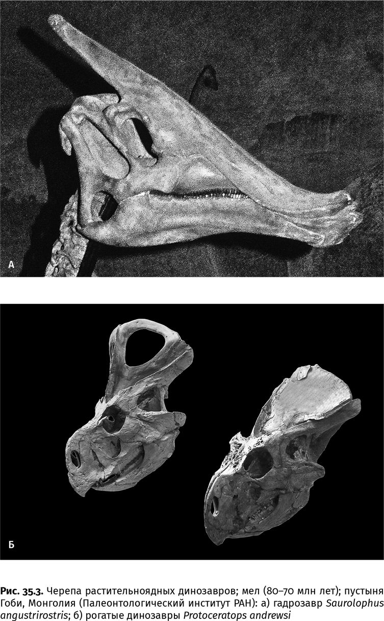 Иллюстрация к книге — Сотворение Земли. Как живые организмы создали наш мир [i_121.jpg]