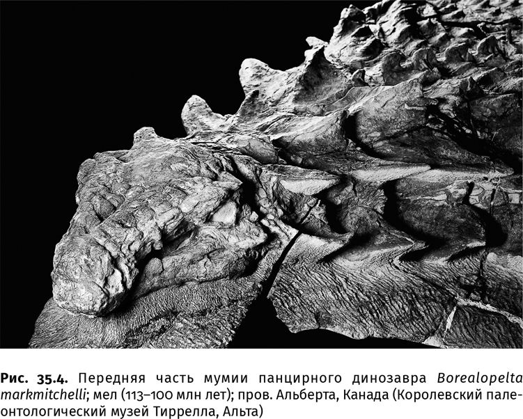 Иллюстрация к книге — Сотворение Земли. Как живые организмы создали наш мир [i_122.jpg]