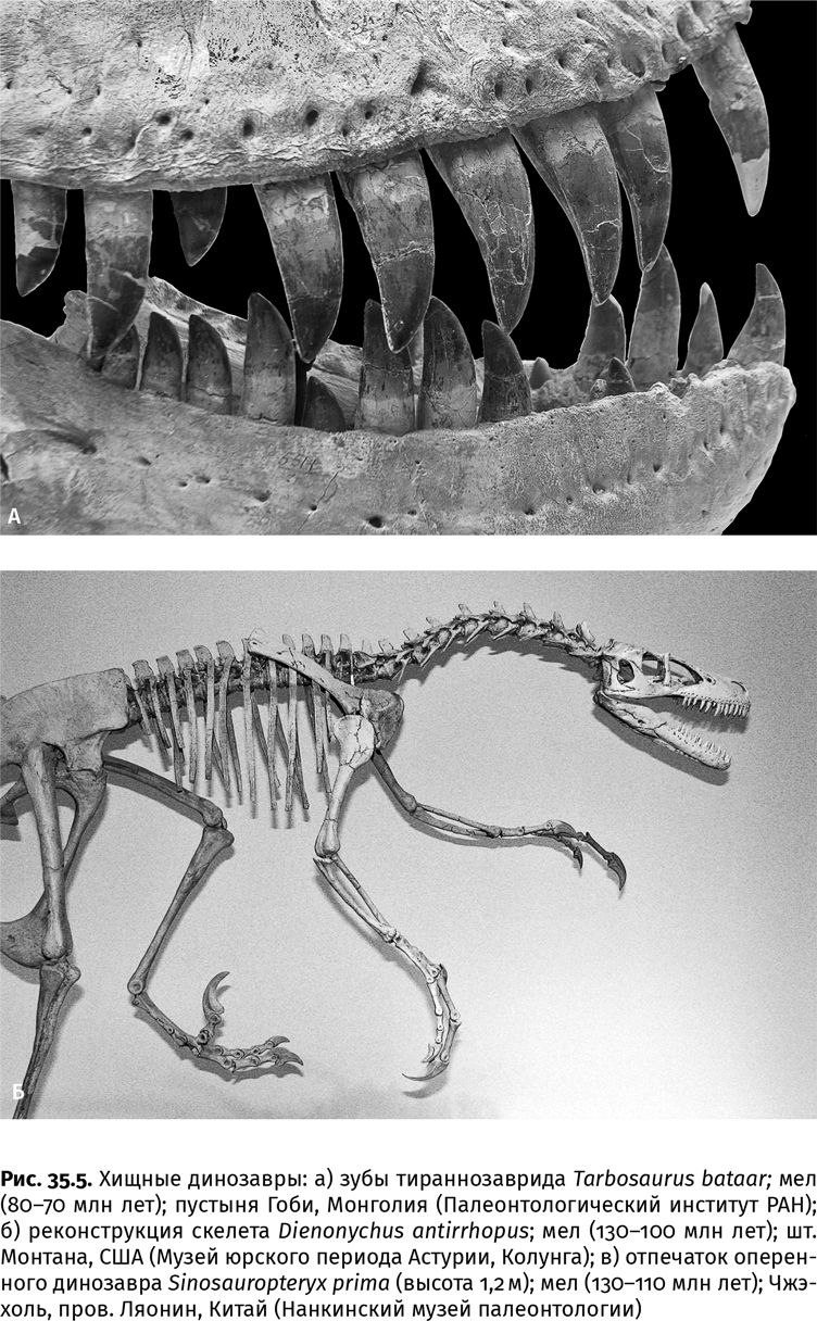 Иллюстрация к книге — Сотворение Земли. Как живые организмы создали наш мир [i_123.jpg]