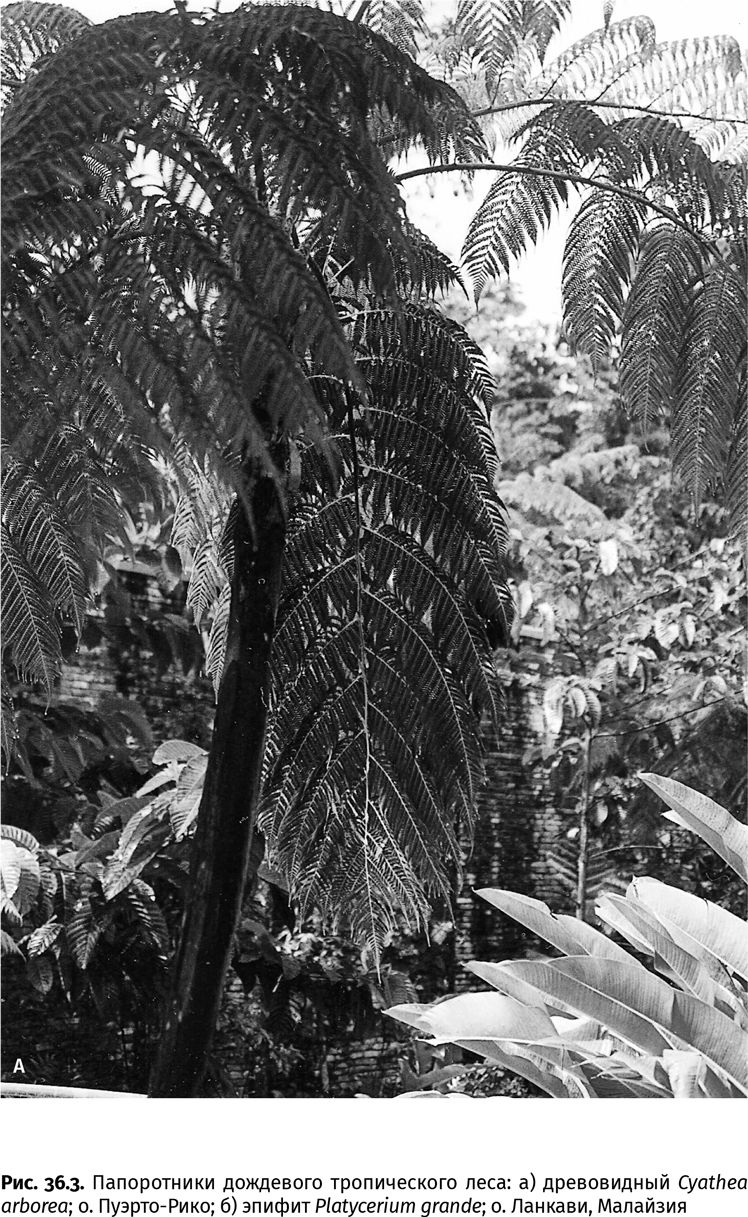 Иллюстрация к книге — Сотворение Земли. Как живые организмы создали наш мир [i_128.jpg]