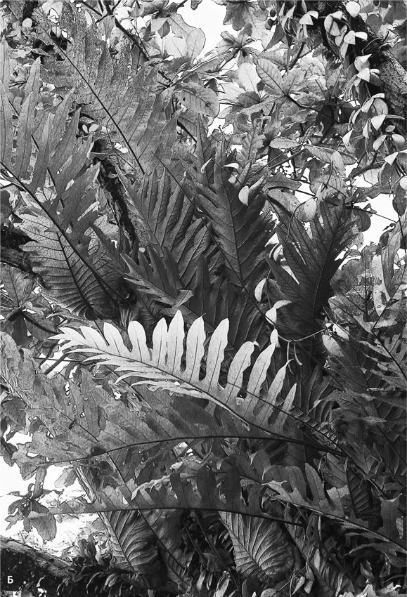 Иллюстрация к книге — Сотворение Земли. Как живые организмы создали наш мир [i_129.jpg]