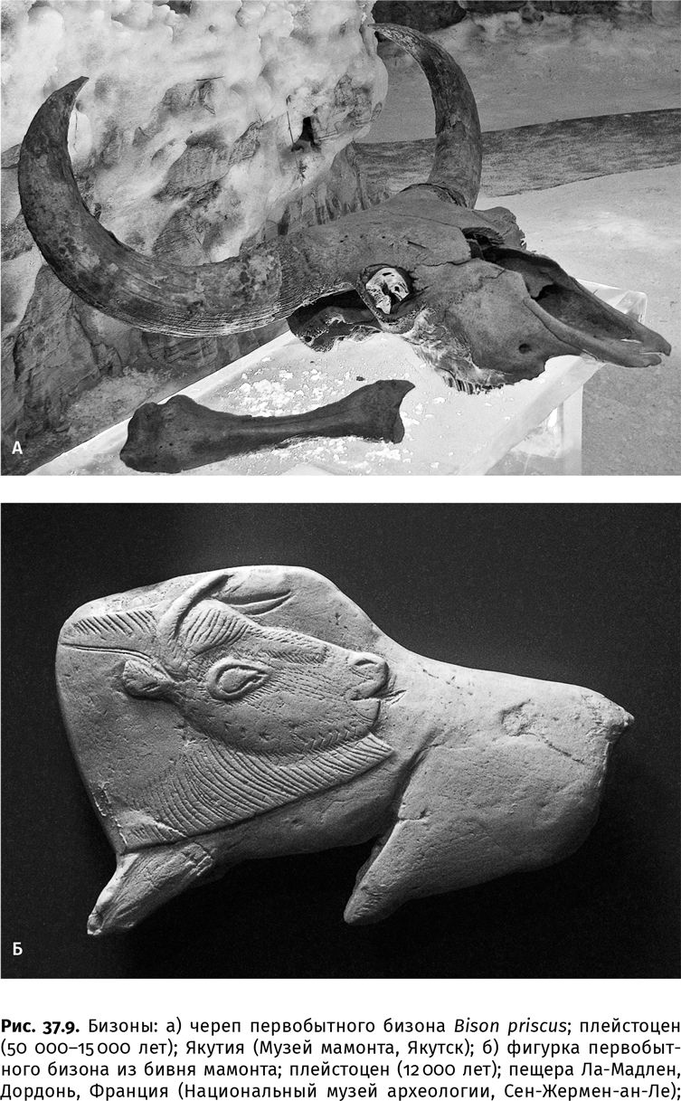 Иллюстрация к книге — Сотворение Земли. Как живые организмы создали наш мир [i_140.jpg]