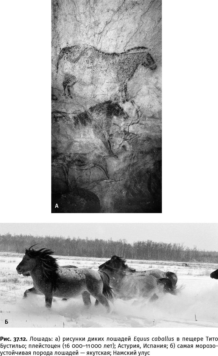 Иллюстрация к книге — Сотворение Земли. Как живые организмы создали наш мир [i_144.jpg]