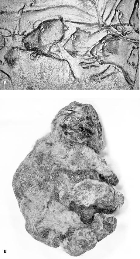 Иллюстрация к книге — Сотворение Земли. Как живые организмы создали наш мир [i_147.jpg]