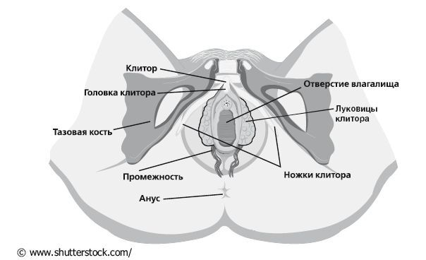 Иллюстрация к книге — Женское здоровье: между нами девочками [i_002.jpg]